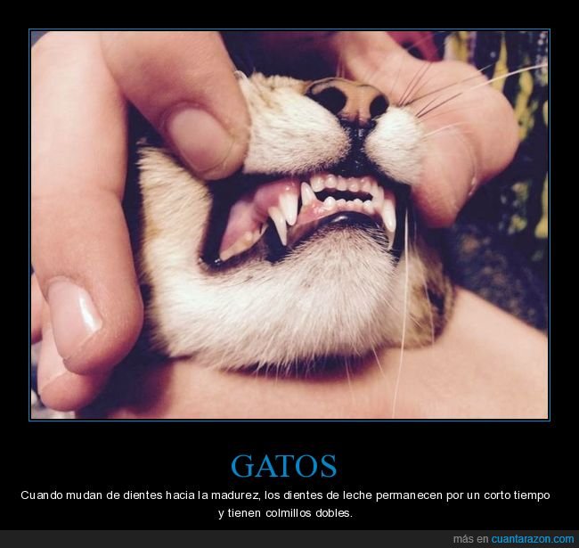 gatos,dientes,dientes de leche,curiosidades