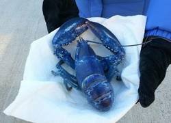 Enlace a Una rareza del océano