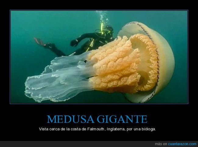 medusa,gigante,wtf