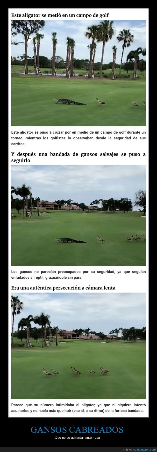 gansos,aligator,persiguiendo,wtf