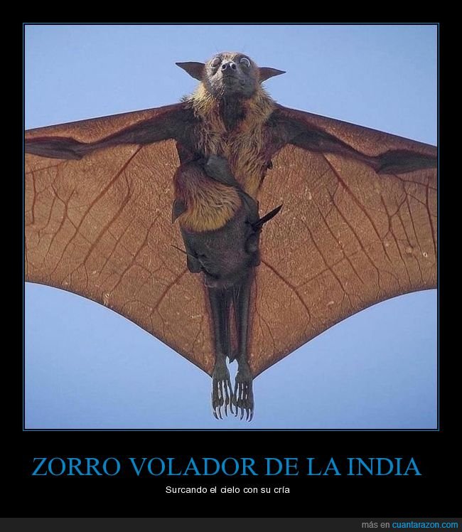 zorro volador,murciélado,cría