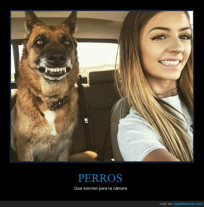 perros,sonrisa,foto