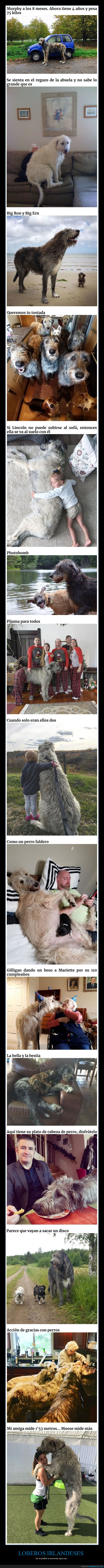 loberos irlandeses,perros,gigantes