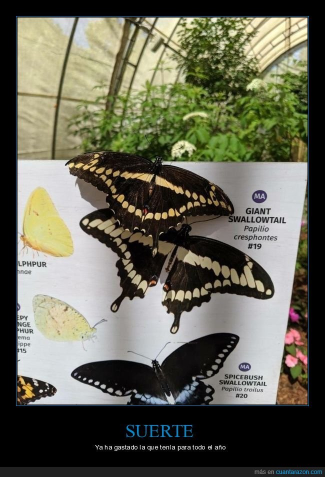 mariposa,posada,libro,wtf