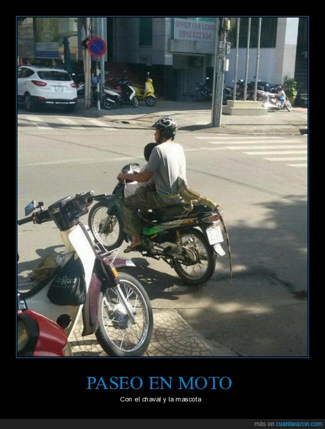 moto,iguana,wtf