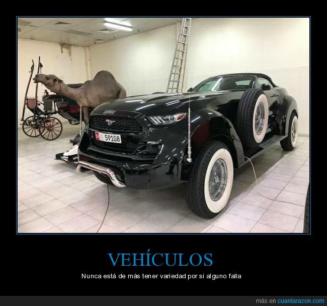 garaje,vehículos,camello,wtf