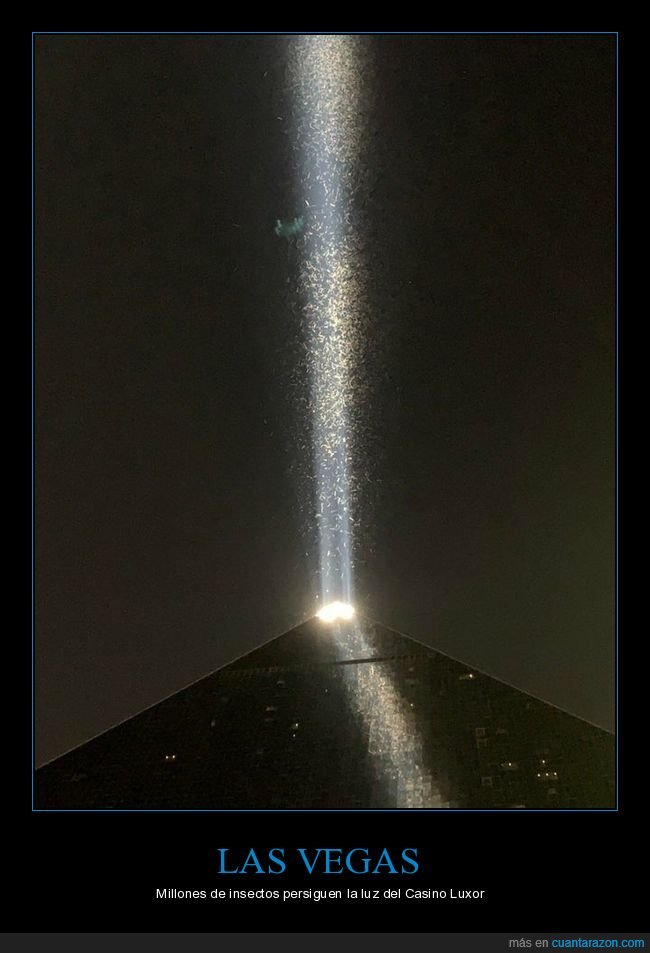 las vegas,insectos,luz,casino