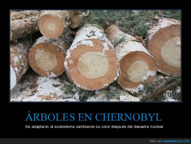 árboles,chernobyl,adaptación,color