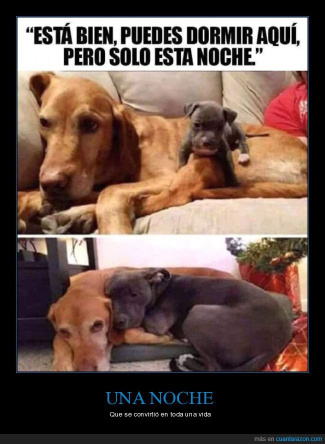 perros,dormir,una noche,antes,ahora