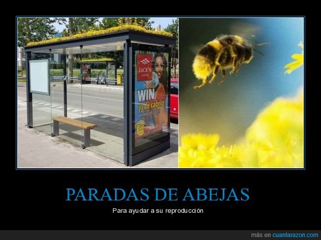 abejas,flores,reproducción