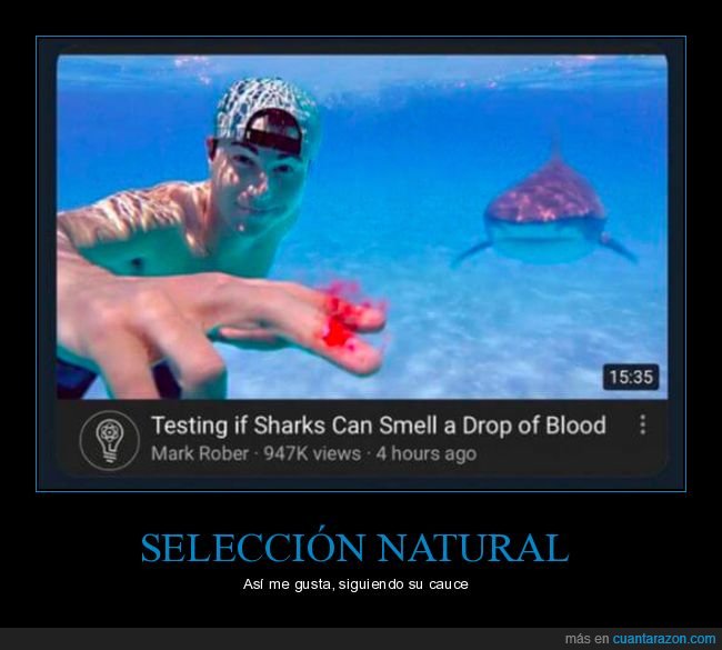 tiburón,youtuber,sangre