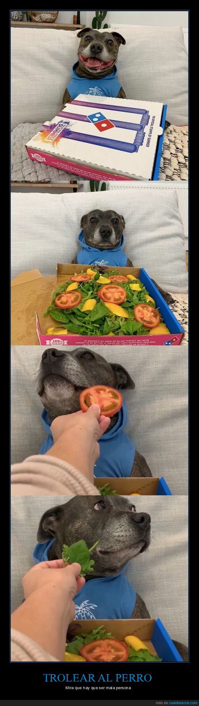 engaño,perro,comida,pizza,ensalada