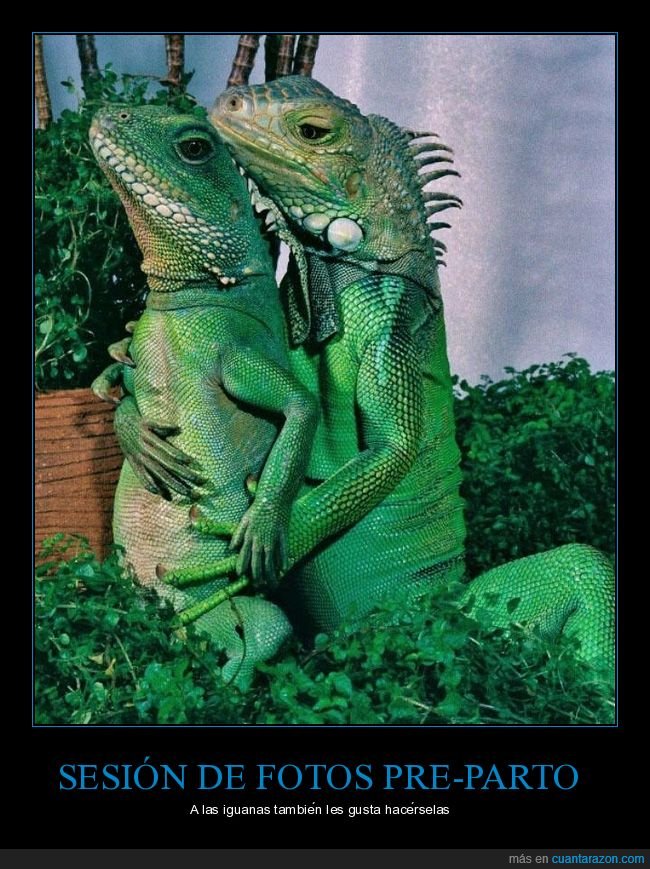 pre-parto,parto,fotos,sesión,iguanas