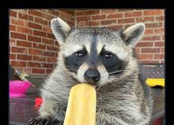 Enlace a ¿TE GUSTAN LOS HELADOS?