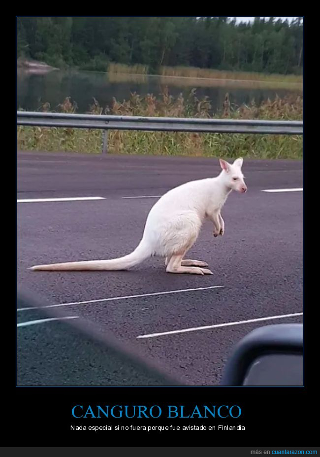 albino,canguro,finlandia