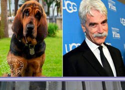 Enlace a Estos son los perros rescatados que interpretarán el live action de la Dama y el Vagabundo