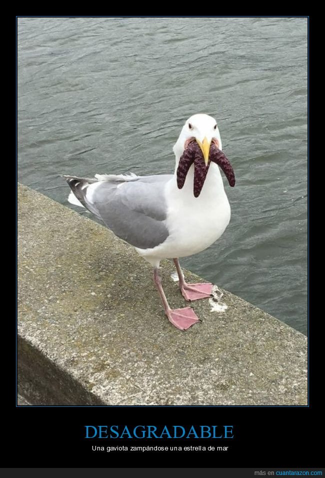 gaviota,asco,mar,estrella