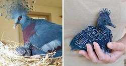 Enlace a “Gura Victoria” es una de las aves más bellas y puede alcanzar el tamaño de un pavo