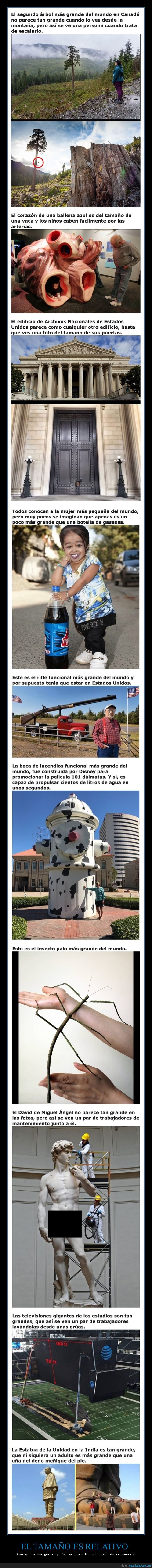 tama&ntilde;o,grandes,peque&ntilde;os,curiosidades