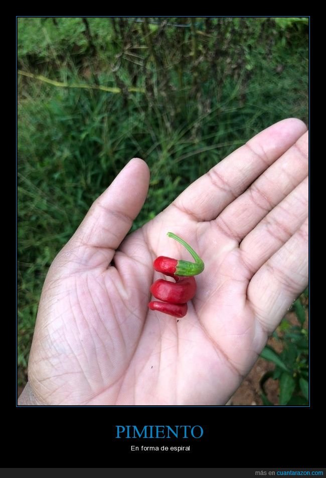 pimiento,forma,espiral