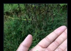 Enlace a Caprichos de la naturaleza