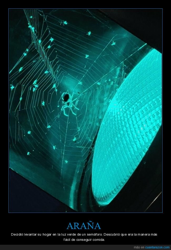 araña,semáforo,luz,comida