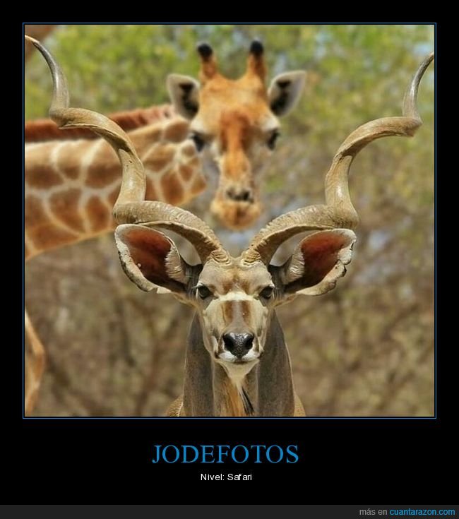 jirafa,kudu,photobomb