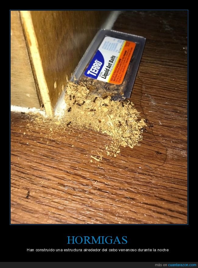 hormigas,construir,estructura,veneno