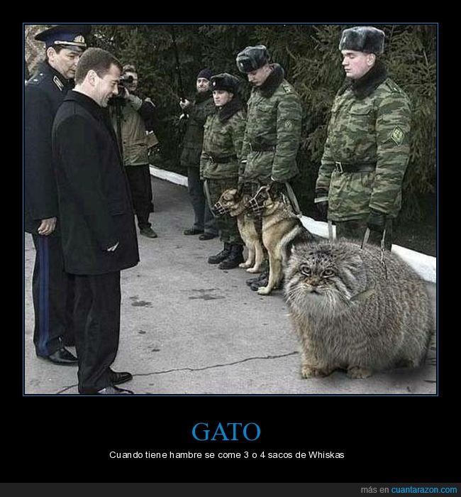 gato,gigante,gordo,wtf