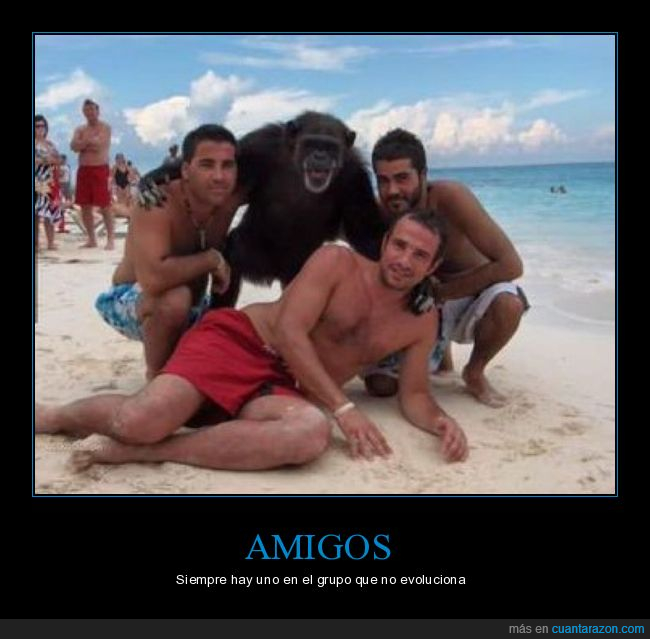 playa,mono,amigos,wtf