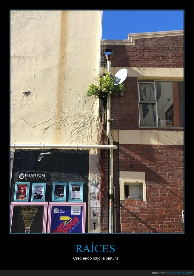raíces,árbol,pintura,edificio