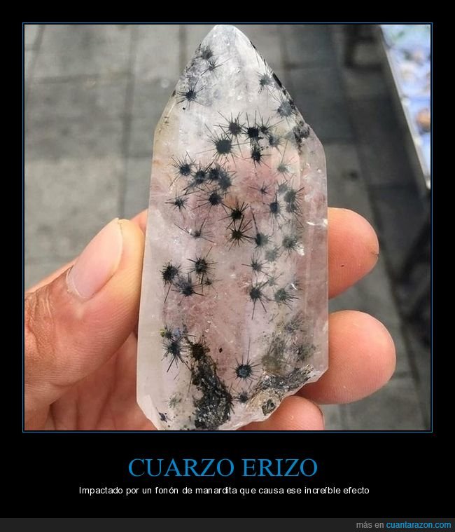 cuarzo,erizo,curiosidades