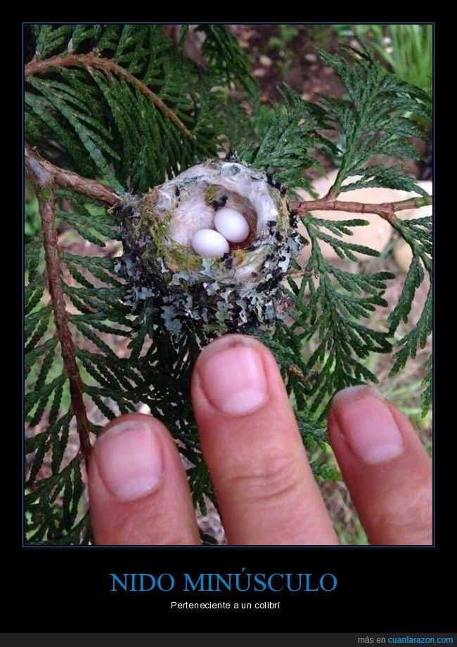 nido,colibrí,pequeño,curiosidades