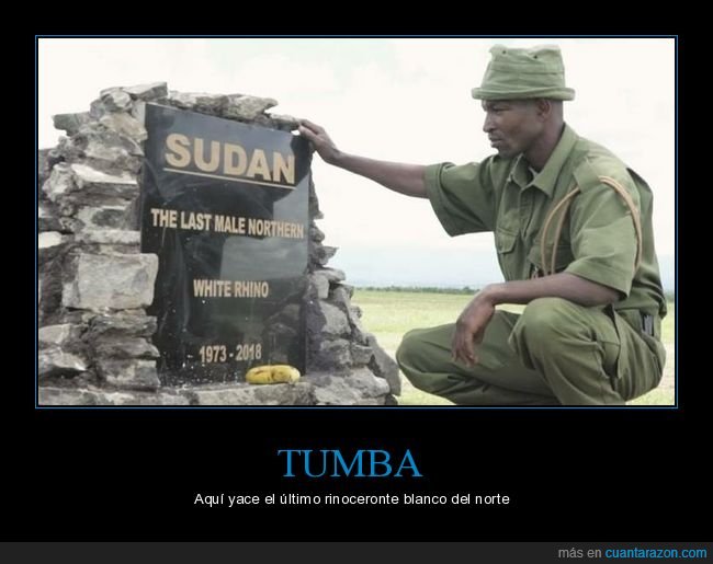tumba,rinoceronte,último