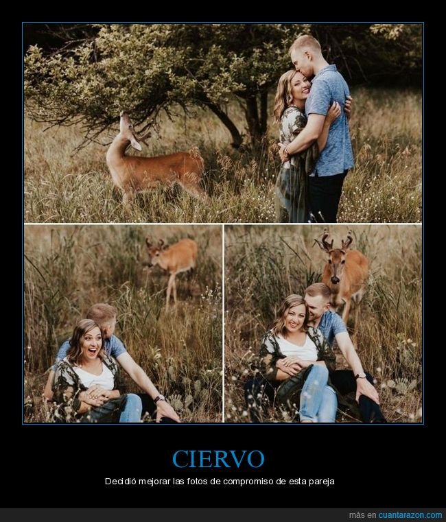 ciervo,fotos,compromiso,pareja,photobomb