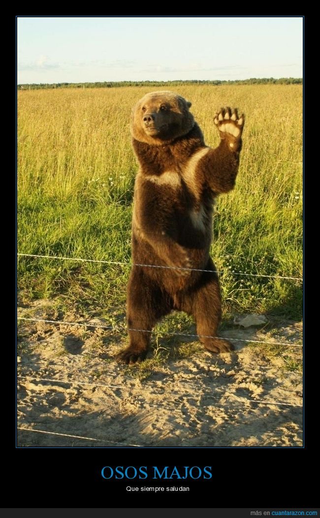oso,saludando,wtf