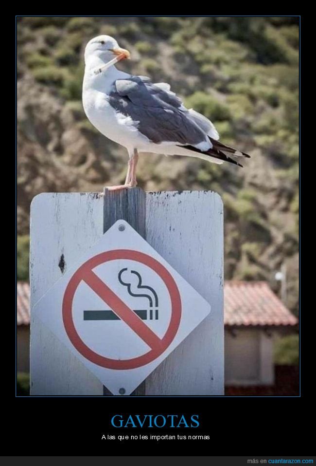 gaviota,cartel,prohibición,fumar,cigarro,wtf