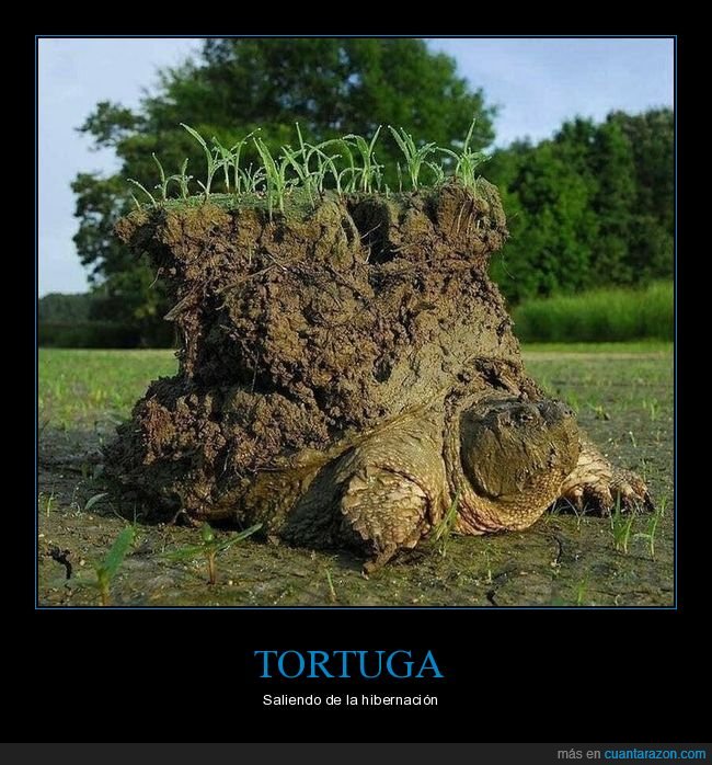 tortuga,hibernación,tierra