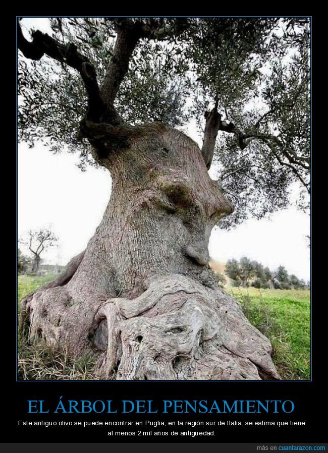 árbol,árbol del pensamiento,olivo,italia,curiosidades