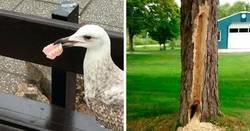 Enlace a Aves que fueron captadas comportándose como auténticas idiotas