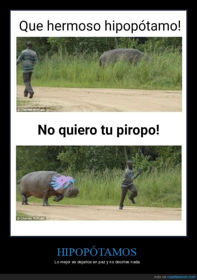 hipopótamo,piropo,absurd