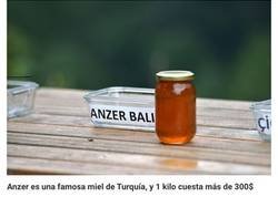 Enlace a Los osos no paraban de acudir a estas colmenas para robar miel, así que el dueño decidió convertirlos en catadores de miel