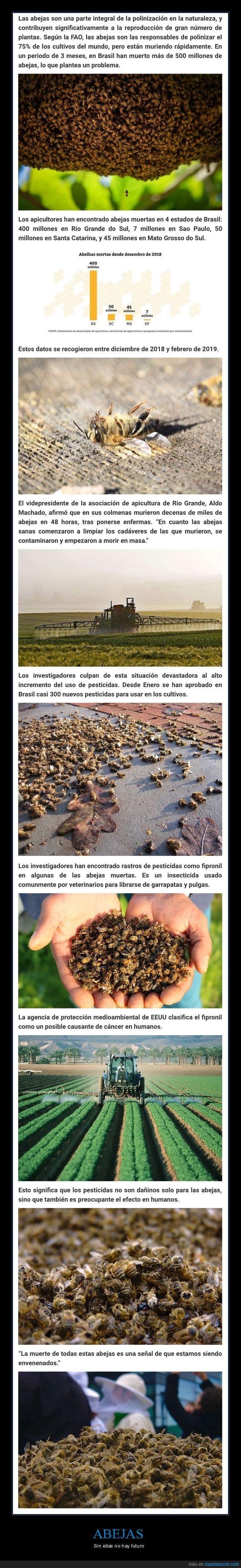 abejas,brasil,muriendo