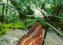 Enlace a La mariposa de Munch