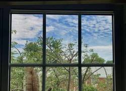 Enlace a Las colas de las ardillas no son lo que parecen...