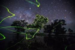 Enlace a Los caminos de las luciérnagas