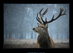 Enlace a Cómo saber la edad de un ciervo