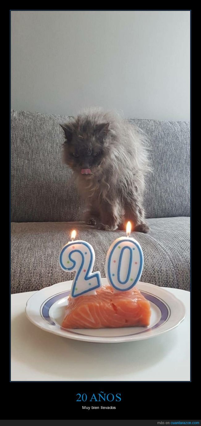 gato,cumpleaños,20 años,salmón