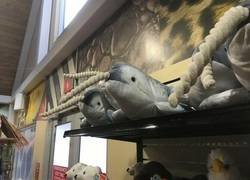 Enlace a Se les ve decaídos...