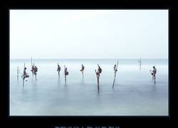 Enlace a Los pescadores zancudos de Sri Lanka